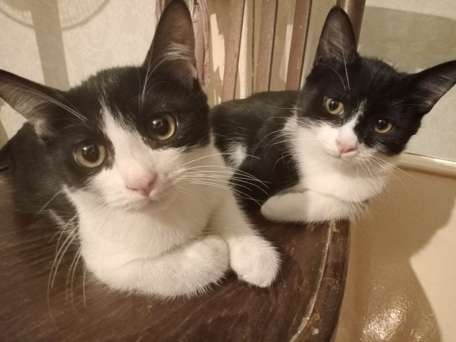 Котята в хорошие руки!