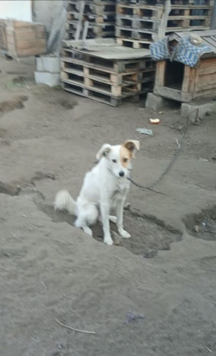 Отдам собак в добрые руки
