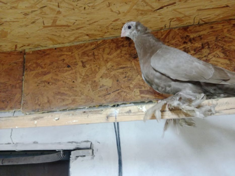 Продам   голубей