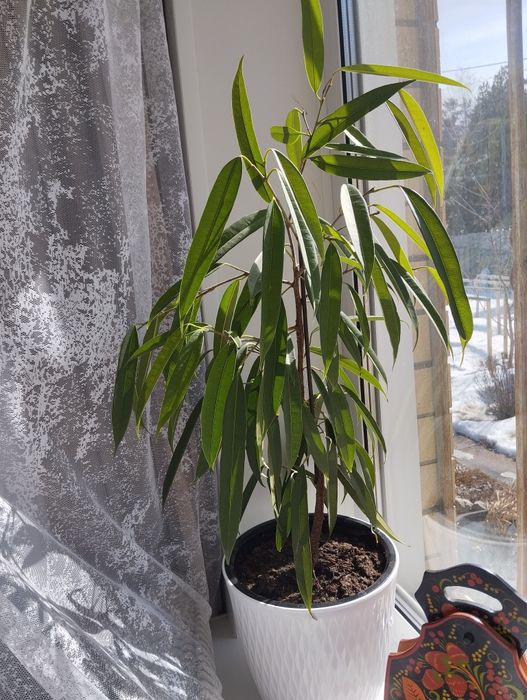 Фикус Али комнатный