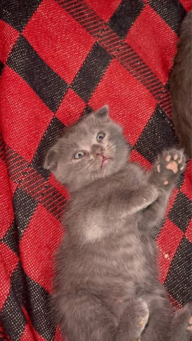 Срочно продаются британские котята!