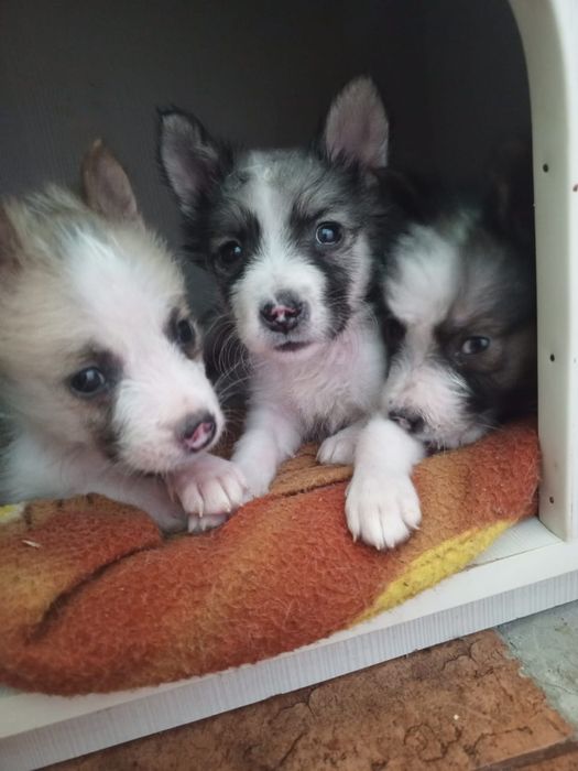 Отдаются щенки в добрые руки