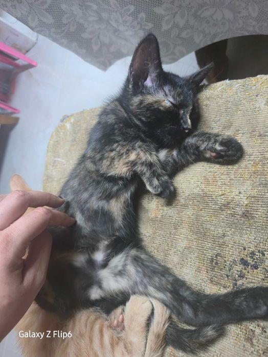 Осиротели котенца