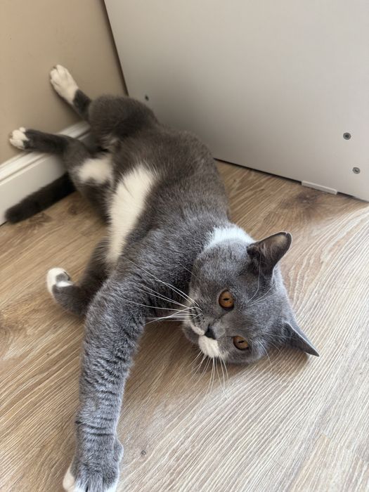 Бритнский кот (Бесплатно )