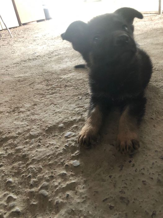 Продам щенков немецкая овчарка