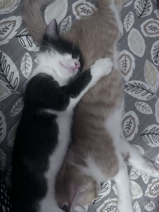 Котята бесплатно обе мальчики