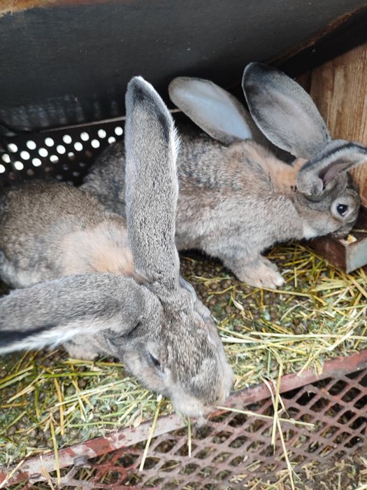 Pui Urias german de vazare