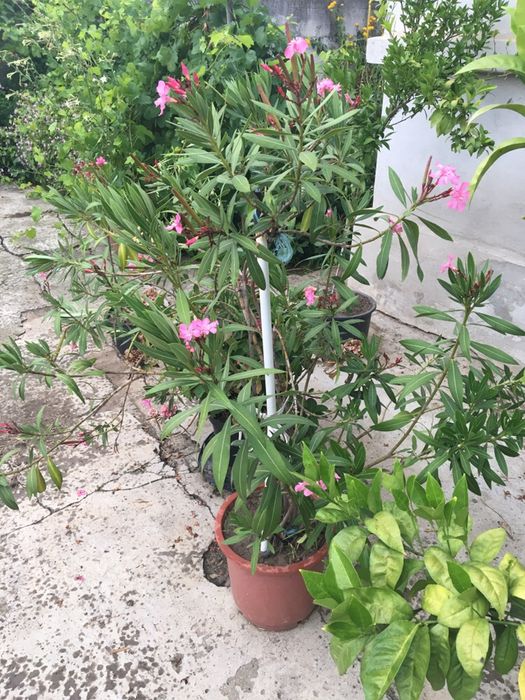 Leandru cu floarea roz adus din Grecia.