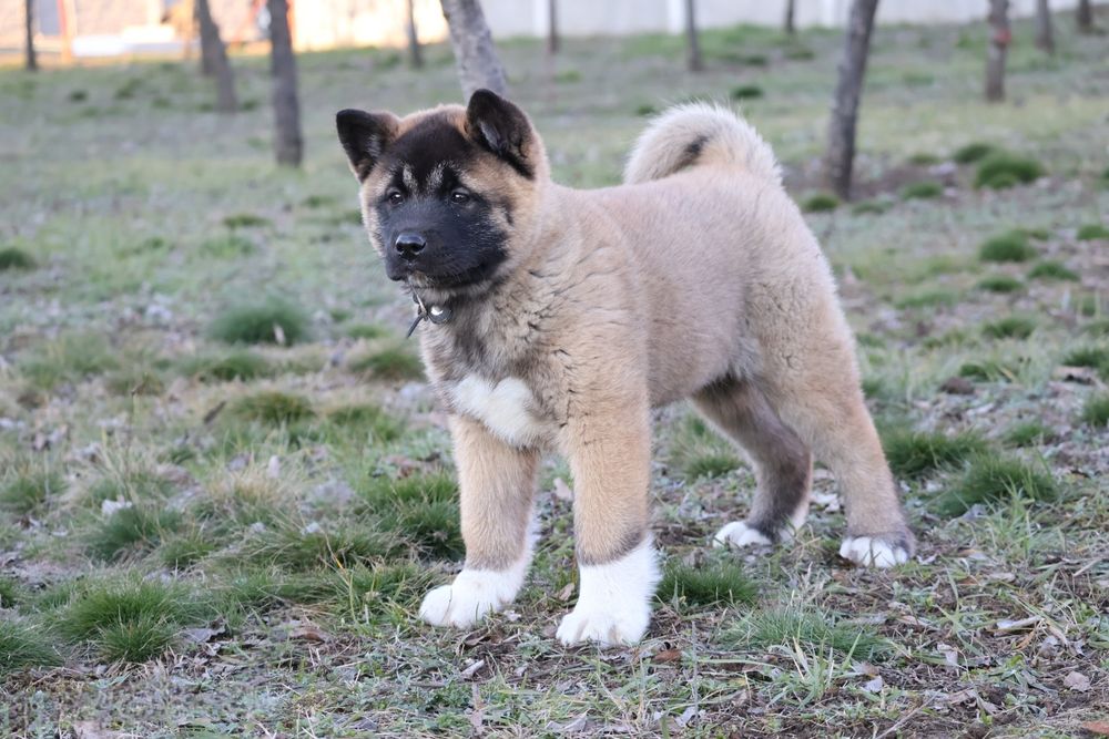 Femela akita american