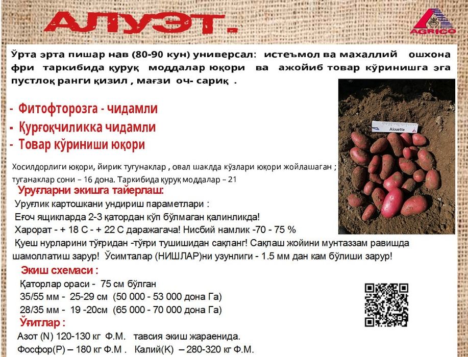 Уруглик картошка Urugʻlik kartoshka