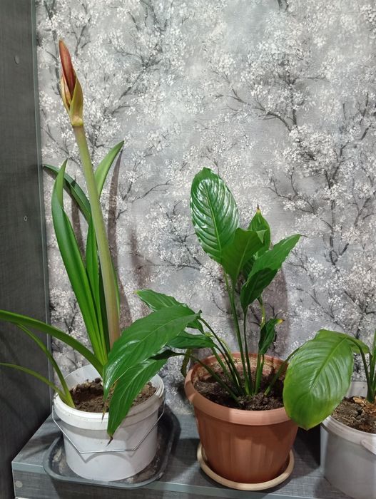 Комнатные цветы в продаже