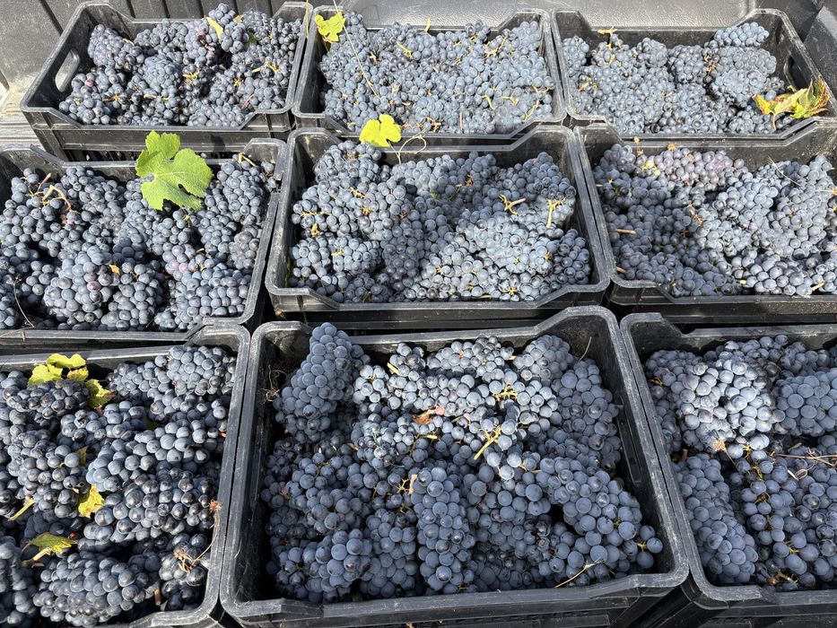 Продавам  Грозде ПИНО НОАР