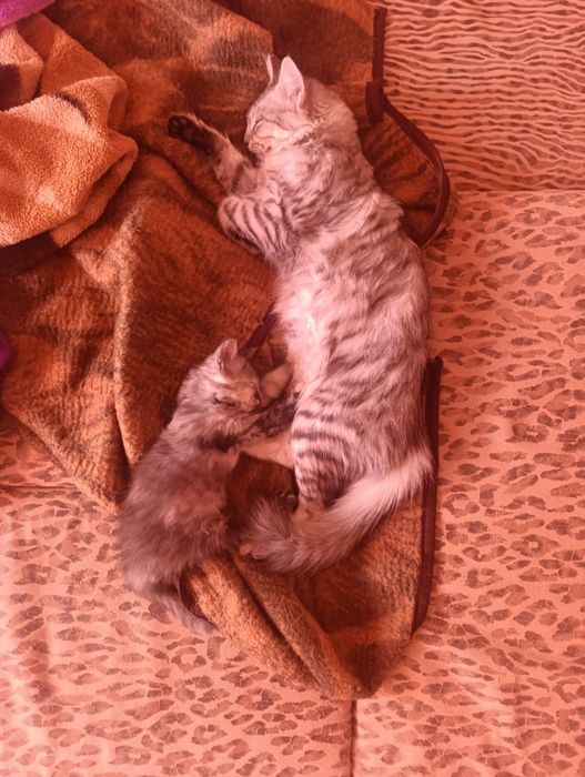 Отдам котенка в добрые руки