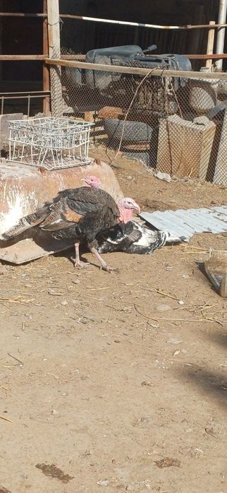 Индюк сатылады .