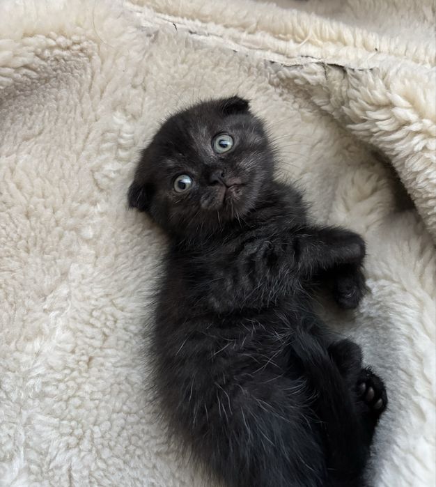 Продам шотландских котят