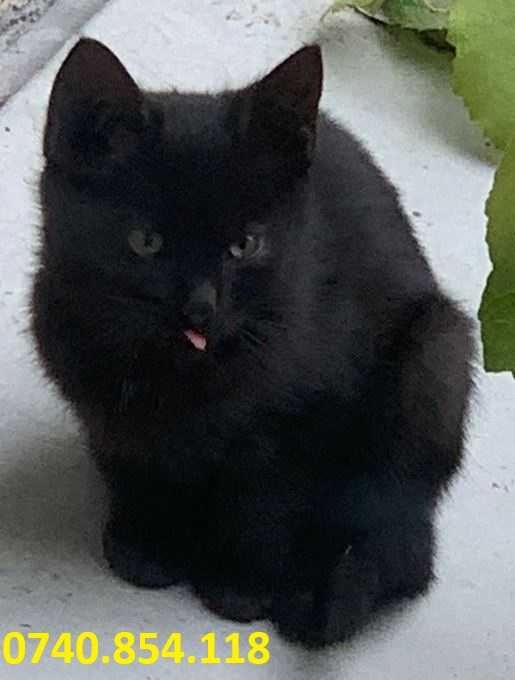 Pisicuta neagra 4 luni. Cauta un loc cald