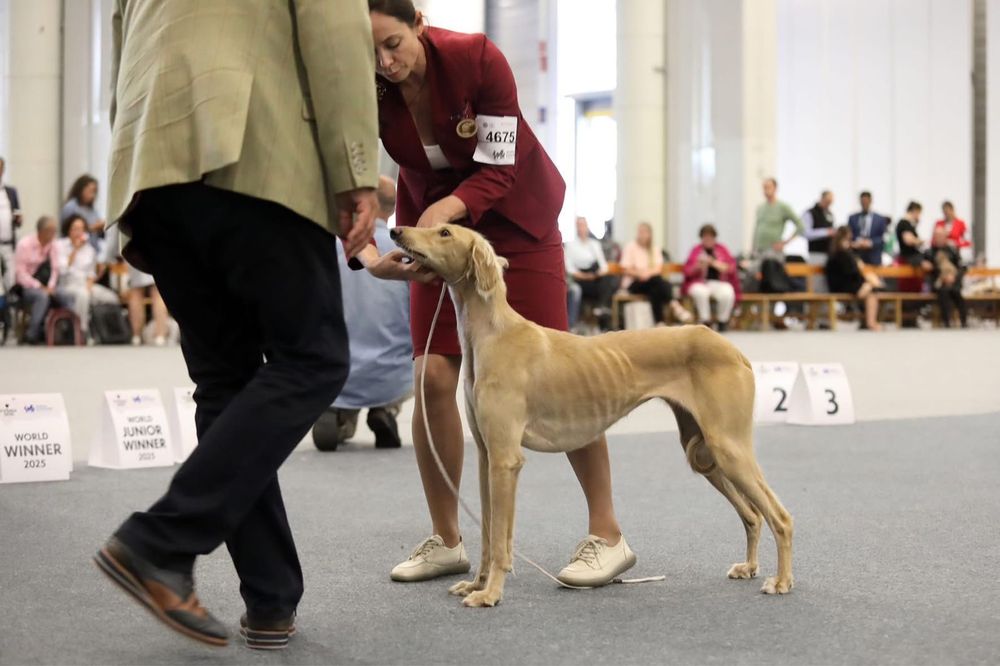 ҚҰМАЙ ТАЗЫ сатылады