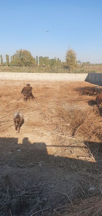 17-сотик участка сотилади