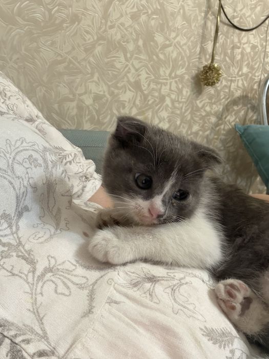 Отдам котят в добрые руки