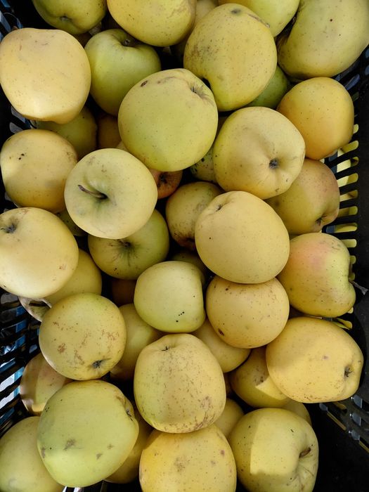 Vând mere golden, idared, florina