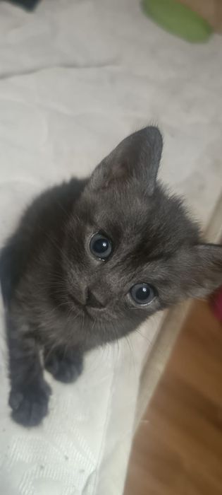 Котята в добрые  руки
