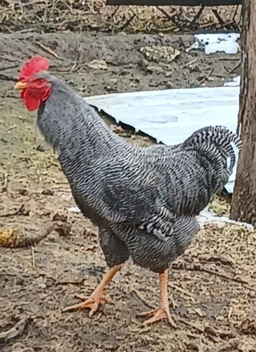 Cocoș de vânzare playmond