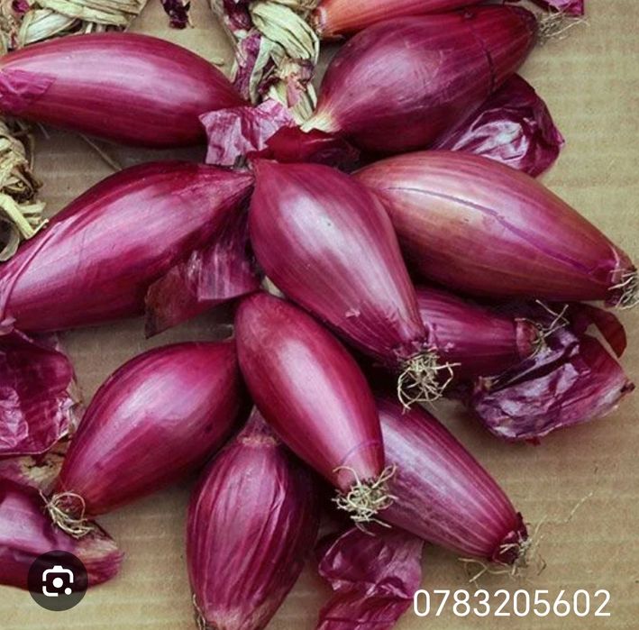 Ceapă de apă de Buzău