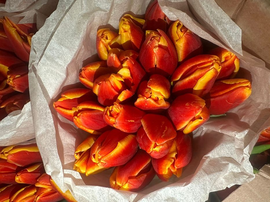 Тюльпаны   Белоруссия  от 700