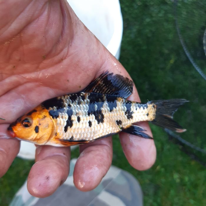 Японски шарани Кои