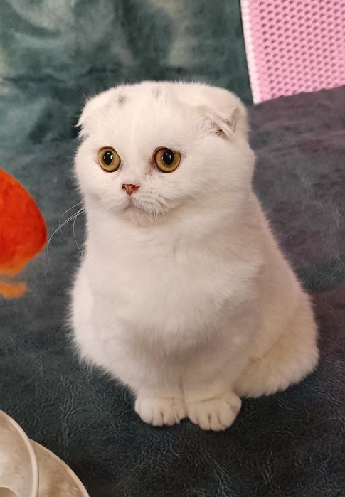 Манчкин мальчик белого окраса