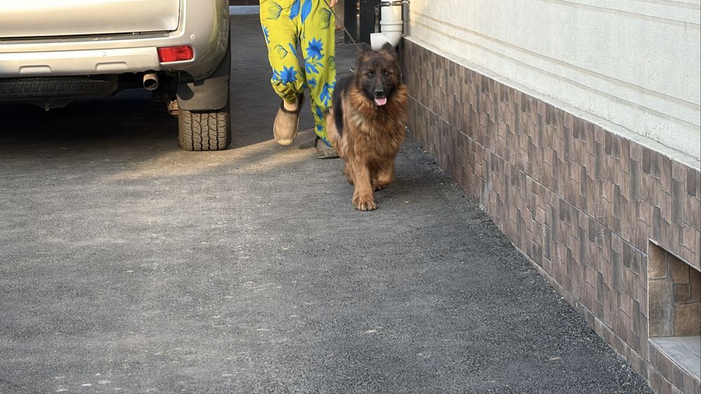 Немецкая овчарка  сука с документами