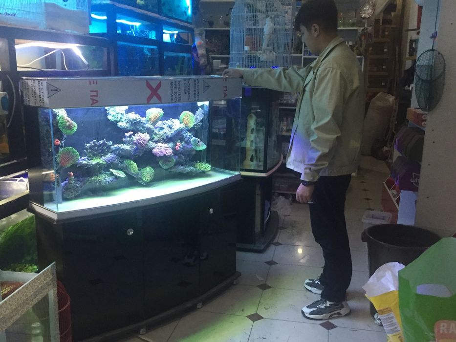 Авални аквариум барча размерда бор