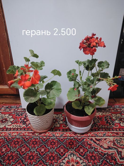 Продаются домашние цветы