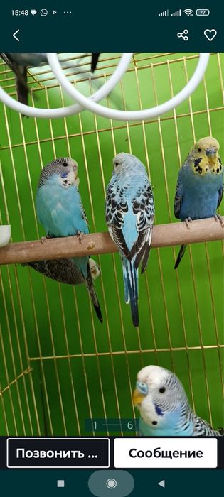 Волнистые домашние попугаи