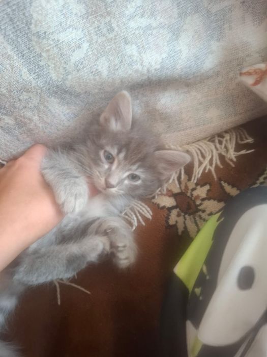 Отдвем котят в добрые руки