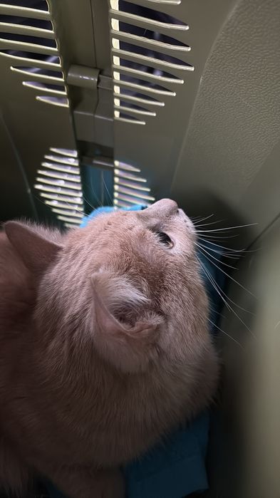 Кот в хорошие руки