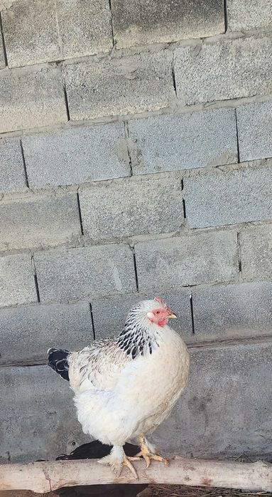 Брама товук, маки сотилади