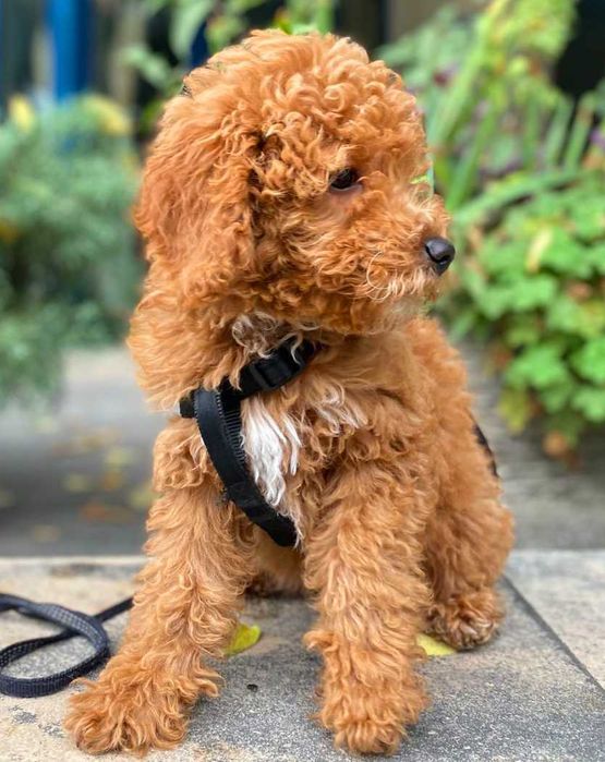 Кавапу различни цветове