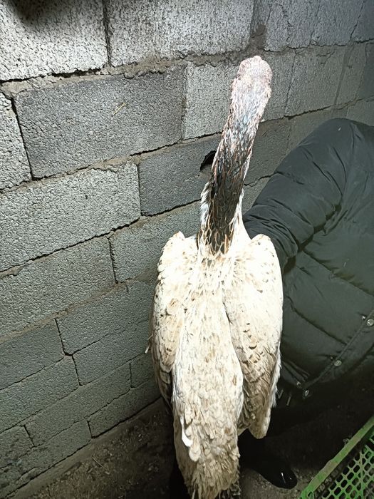 Дакар тауык сатылады