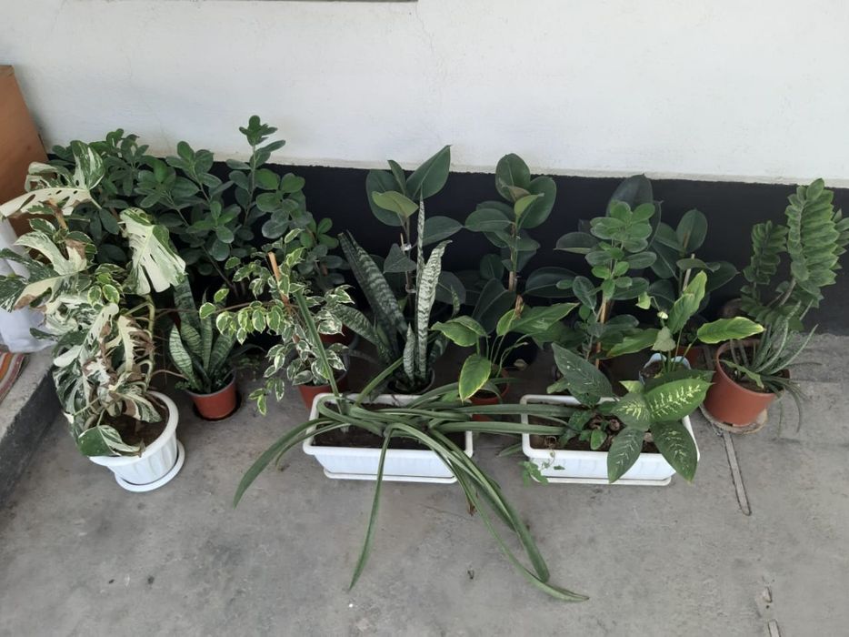 Фикус: (Макломе)