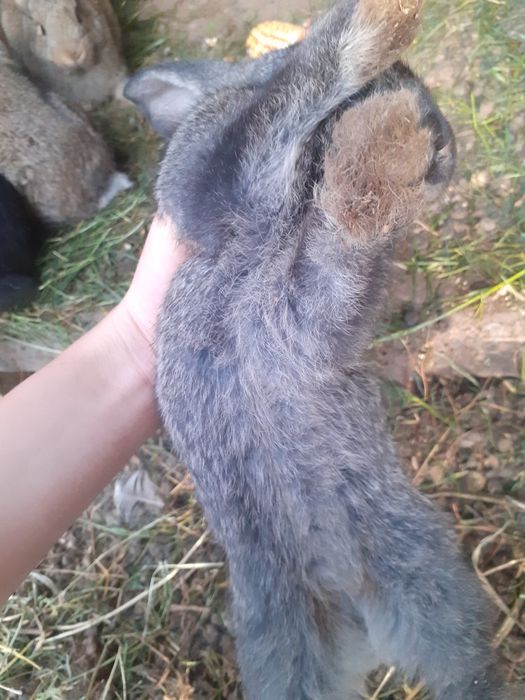 Iepurași de vanzare