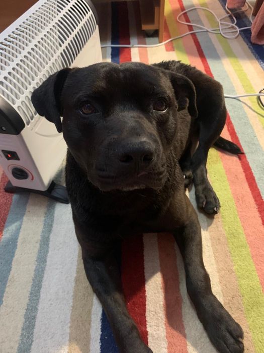 мальчик питбуль ищет очень надежные добрые руки