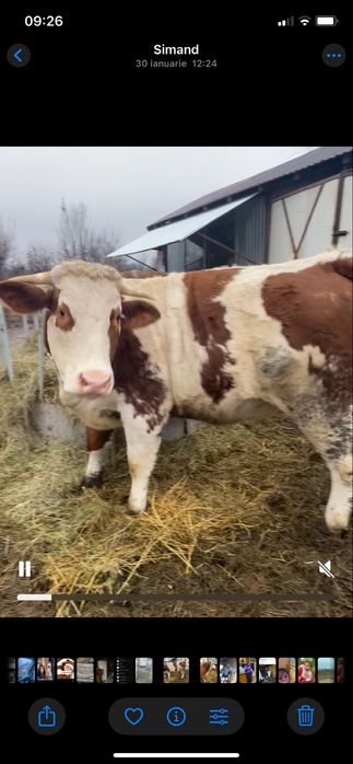 Juninci de fatare cu posibilitate de transport marfa foarte buna!