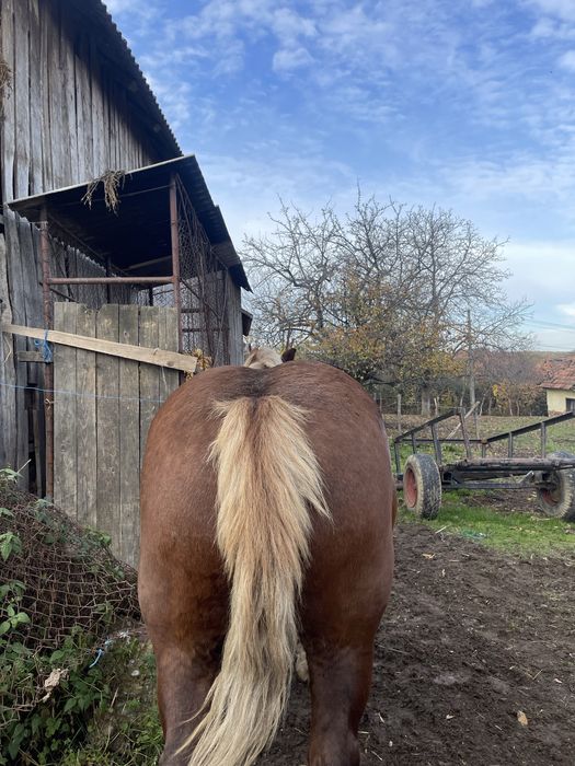 Iapa de vanzare! 7 ani