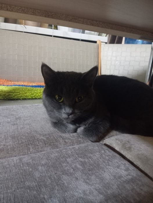 Отдам кошку в добрые руки