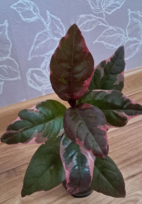 Комнатные цветы неприхотливые