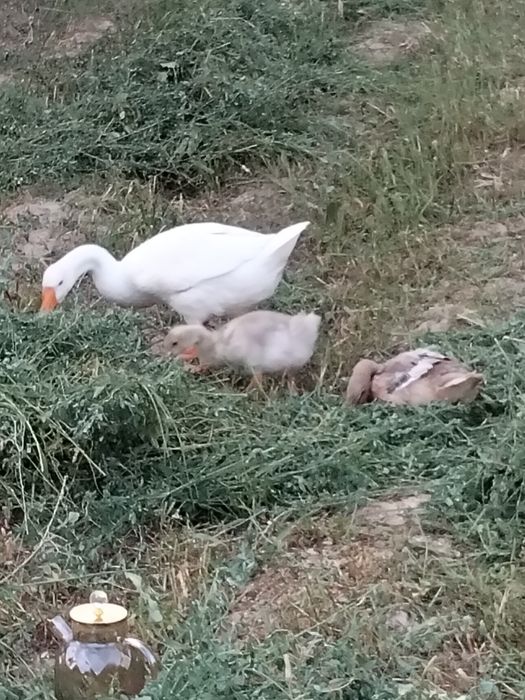 Gʻoz bolalari sotiladi