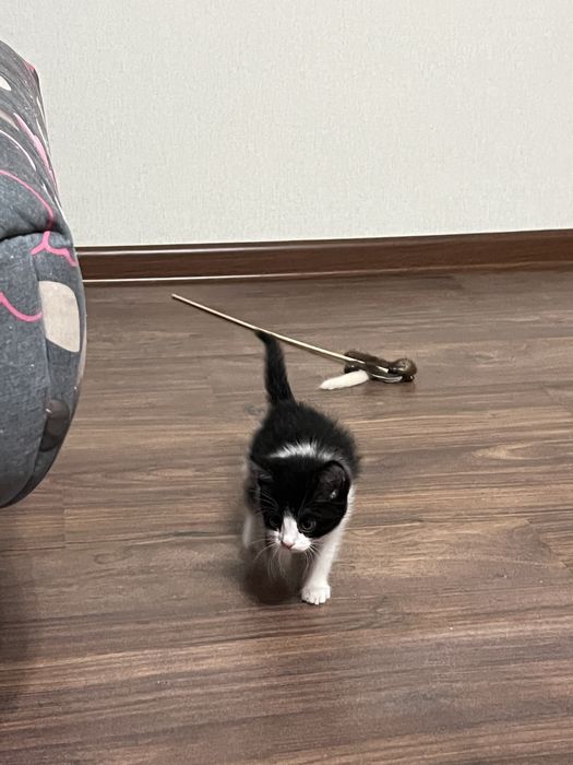 Отдам в добрые руки котенка