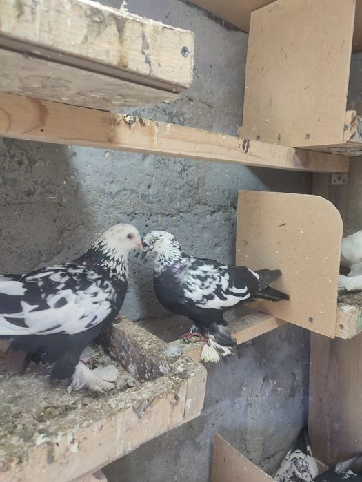 Продам пару сочей