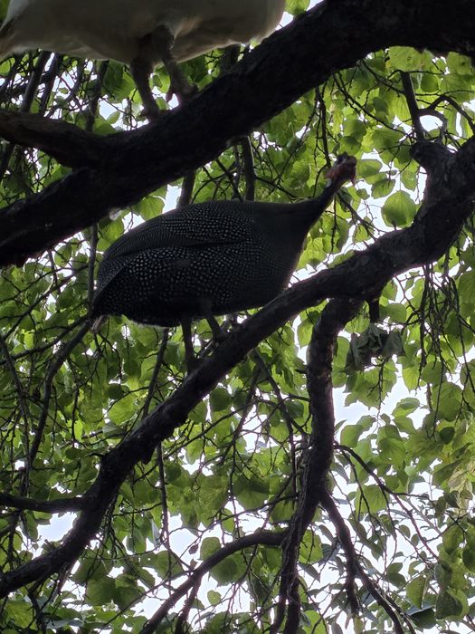 Сесарики иккита сотилади